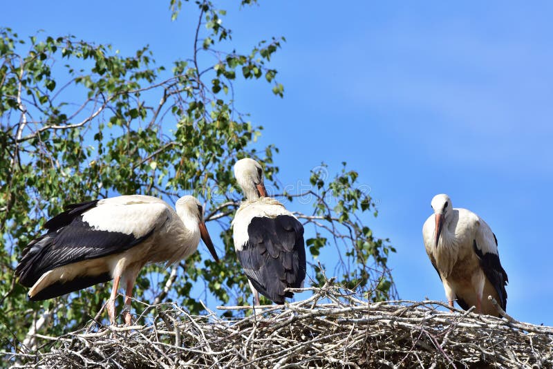 Ähnlichsten am welcher sieht vogel dem storch Created at