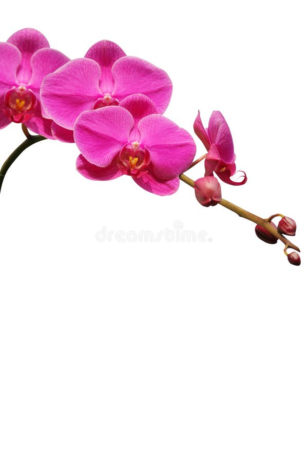 Storczykowe purpurowy obraz stock