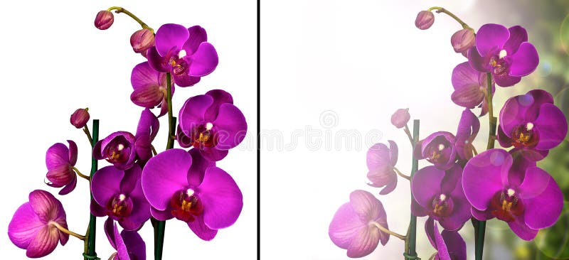 Storczykowe purpury fotografia stock