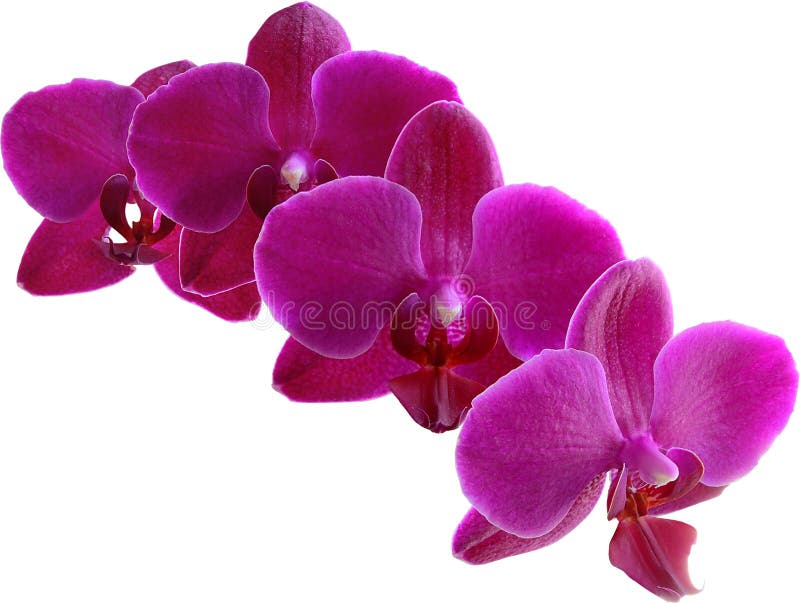 Storczykowe purpury obraz royalty free
