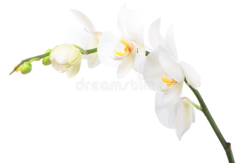 White Orchid isolated on white background. White Orchid isolated on white background