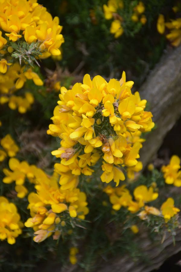Stordendo sulla fioritura gialla vicina di Bush del ginestrone fotografia stock libera da diritti