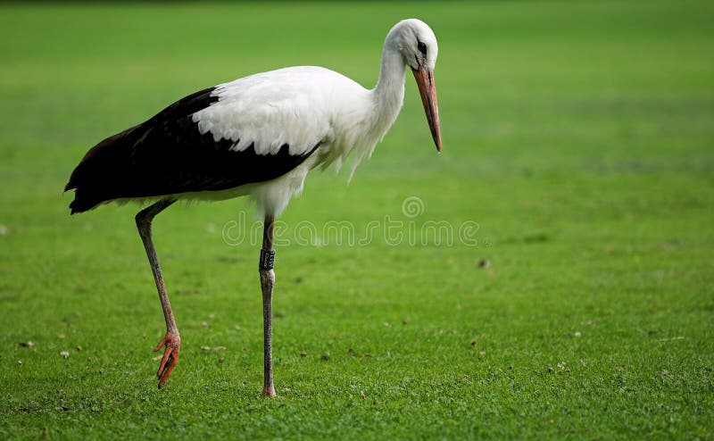 Stork