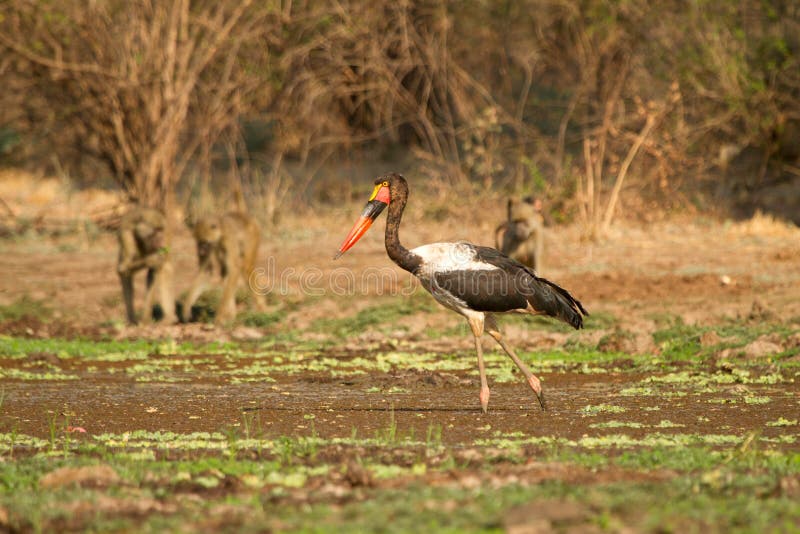 Saddle-billed Stork, Safari South Luangwa, Zambia