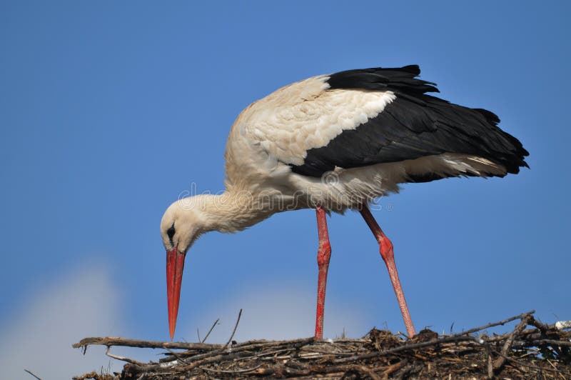 Stork