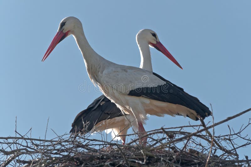 The European white stork has a completely white plumage except for black wing tips and tail, beak and red legs. The European white stork has a completely white plumage except for black wing tips and tail, beak and red legs.