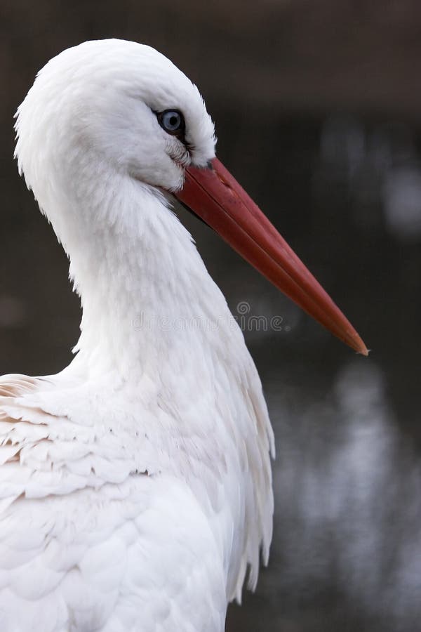 Stork