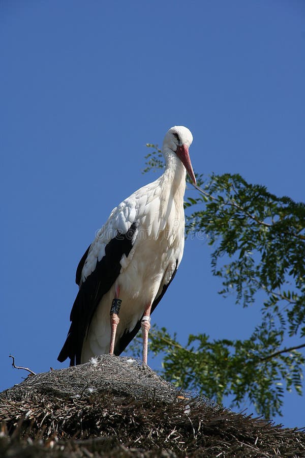 Stork