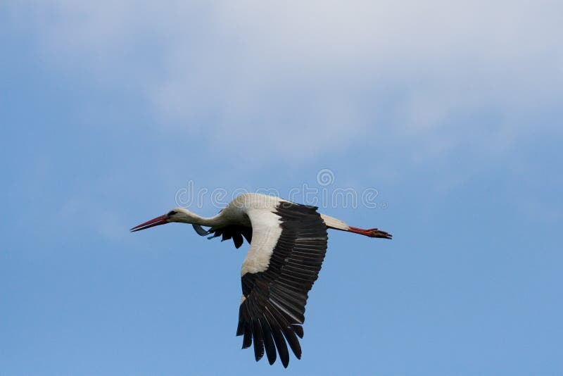 Stork