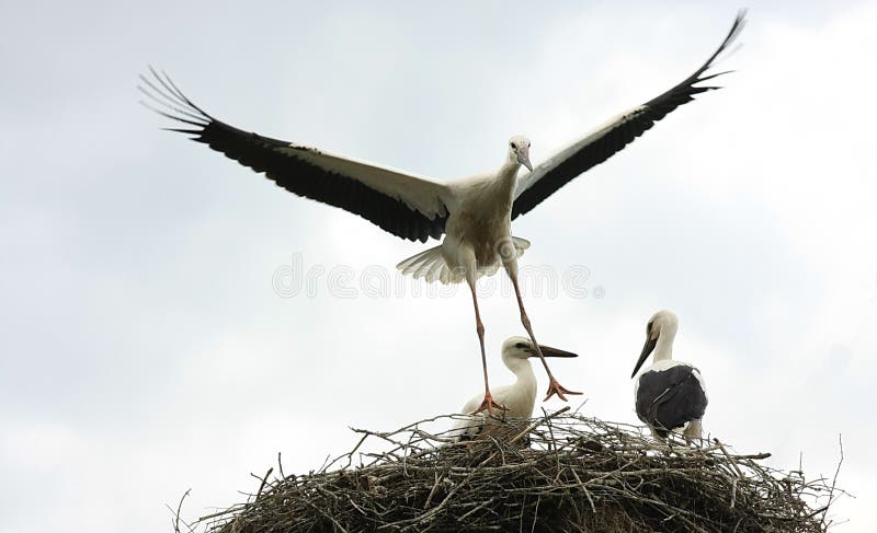 Stork