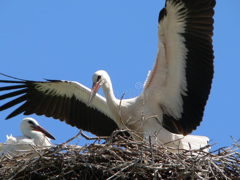 Stork