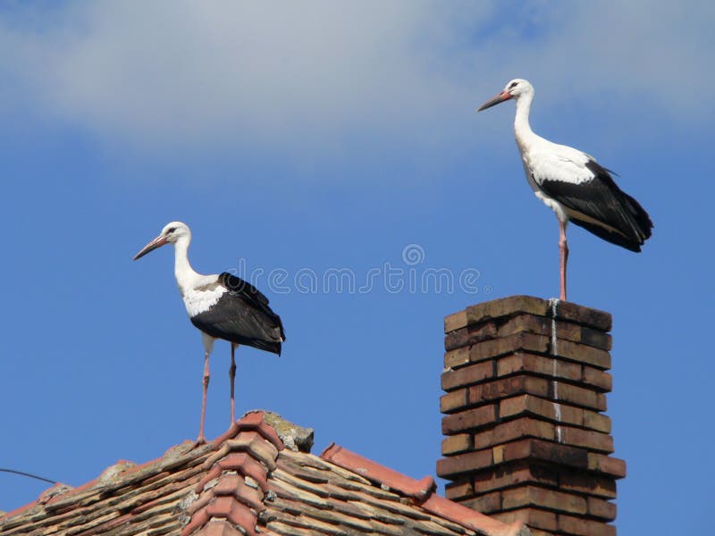 Stork