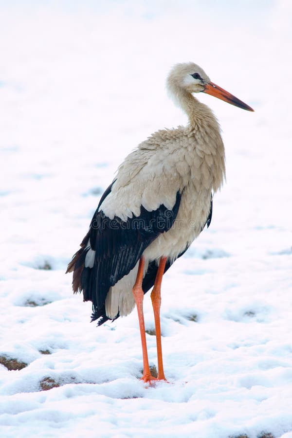 Stork