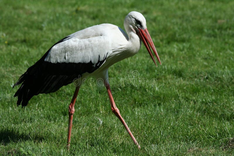 Stork