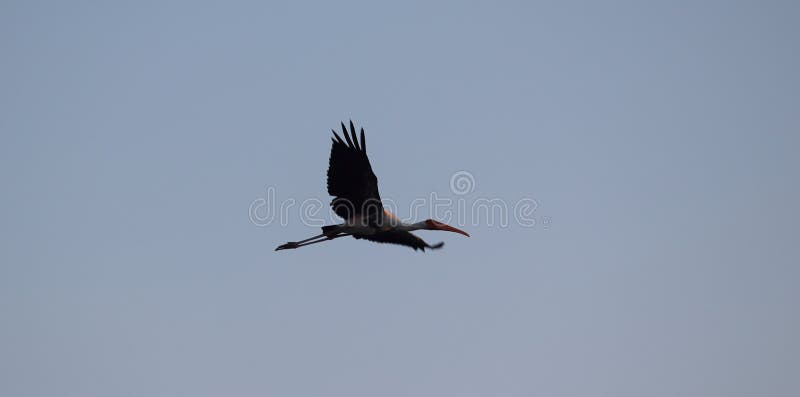 Dipinto cicogna uccello volò il cielo mattina ricerca da pasto Prima alba.