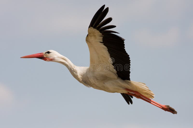 Side view of stork bird in flight with sky background.