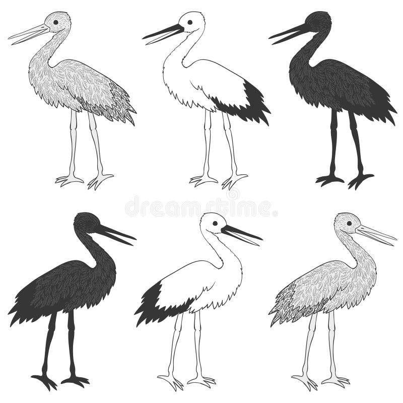 Stork bird vector set