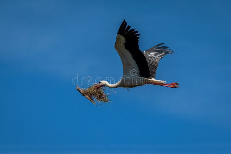 A stork carries its young in its beak with a long branch. A stork transports its offspring in its beak using a lengthy branch