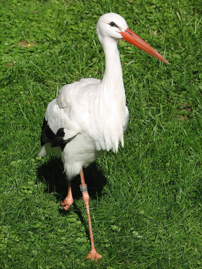 A stork waiting patiently for its next delivery job!. A stork waiting patiently for its next delivery job!