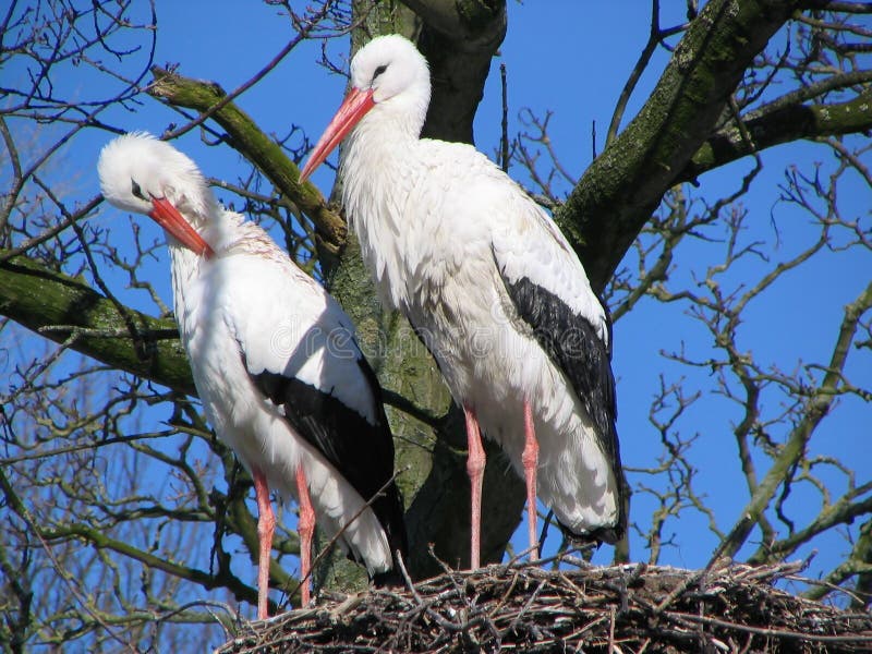 Stork couple 2