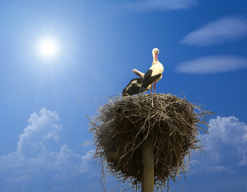 Stork family