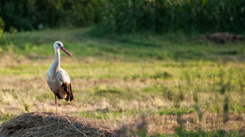 Stork in the field stock photography Stork in the field stock photography