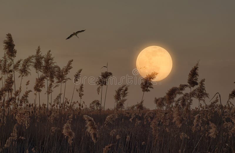 Stork flies in front of a full moon over a field of pampas grass, a serene scene capturing the ethereal beauty of nature under the night sky. Background for Halloween. Mystical spirit of the night. Stork flies in front of a full moon over a field of pampas grass, a serene scene capturing the ethereal beauty of nature under the night sky. Background for Halloween. Mystical spirit of the night