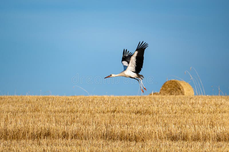 A white stork (Ciconia ciconia) landing over a harvested field with hay bales and a blue sky. A white stork (Ciconia ciconia) landing over a harvested field with hay bales and a blue sky