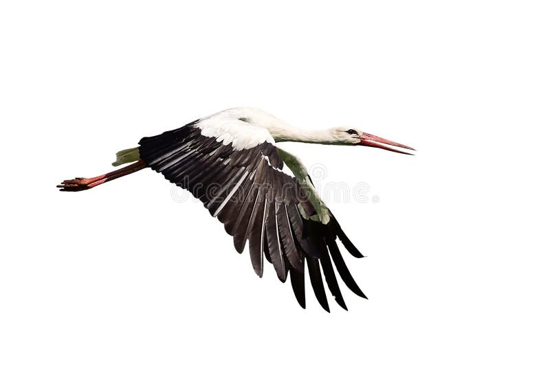 Stork in flight isolated on a white background. Isolated white stork