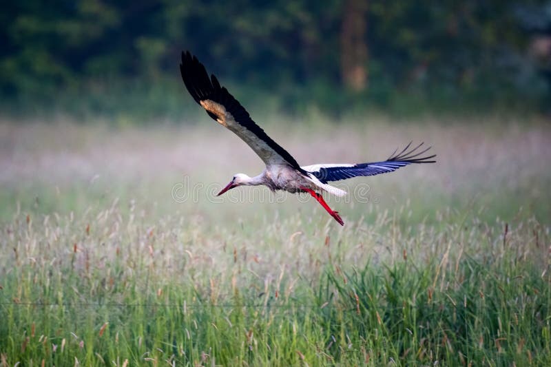 A stork soaring above tall grass in flight. A stork soaring above tall grass in flight