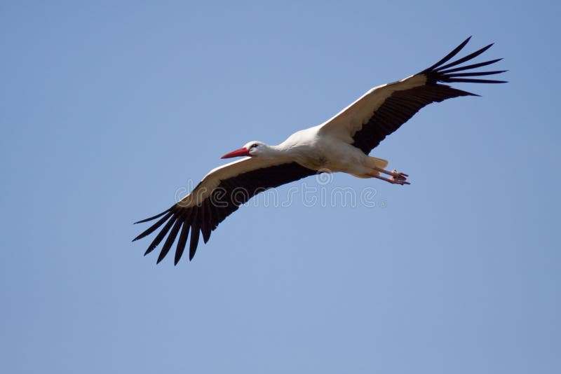 Stork high in the sky