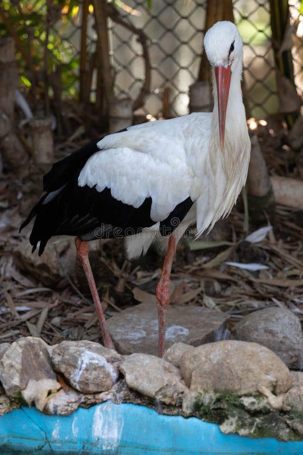 Stork hunts in the water. High quality photo