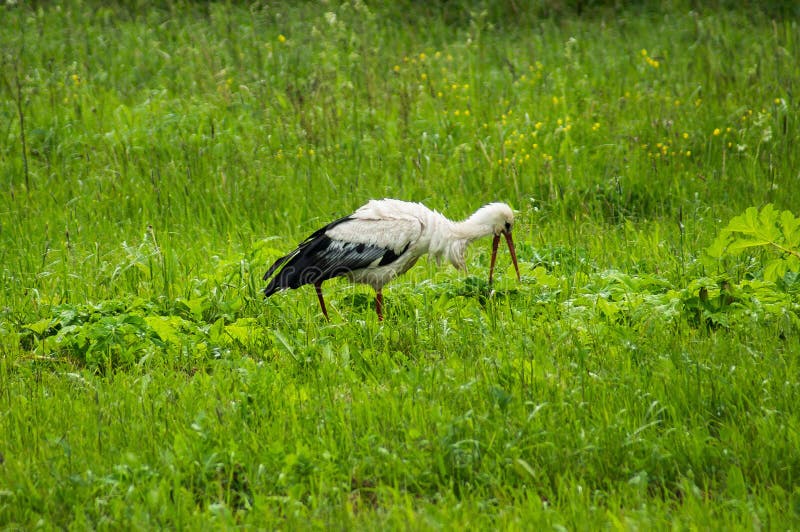 Stork on a meadow. stock photos