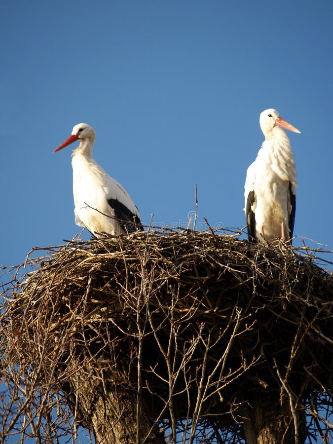 STORK NEST