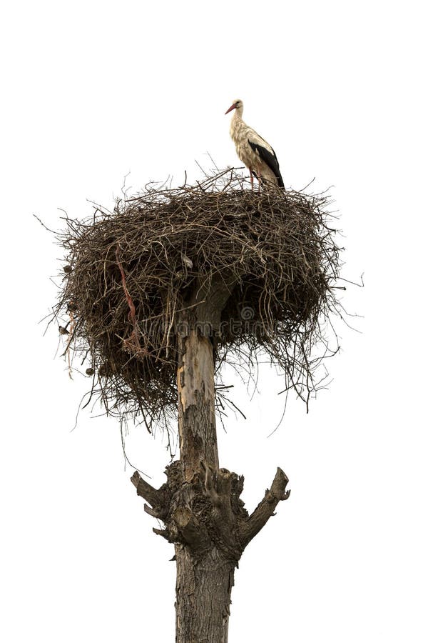 Stork nest