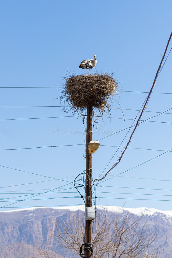 Stork in a nest against a background of clear blue sky, electrical wires and snowy mountain. Stork in a nest against a background of clear blue sky, electrical wires and snowy mountain