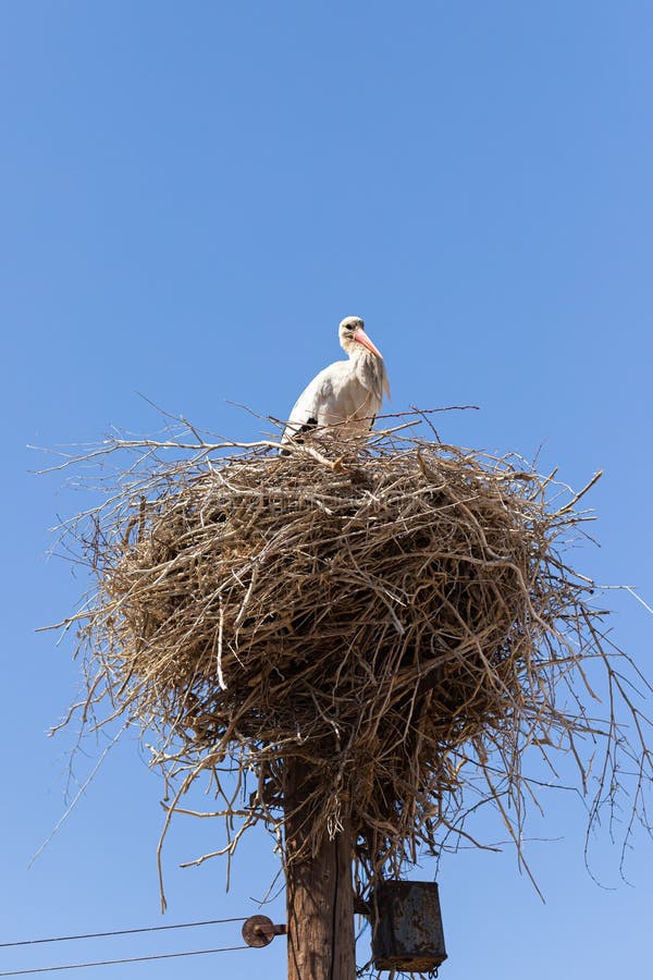 Stork in a nest against clear blue sky background. Spring