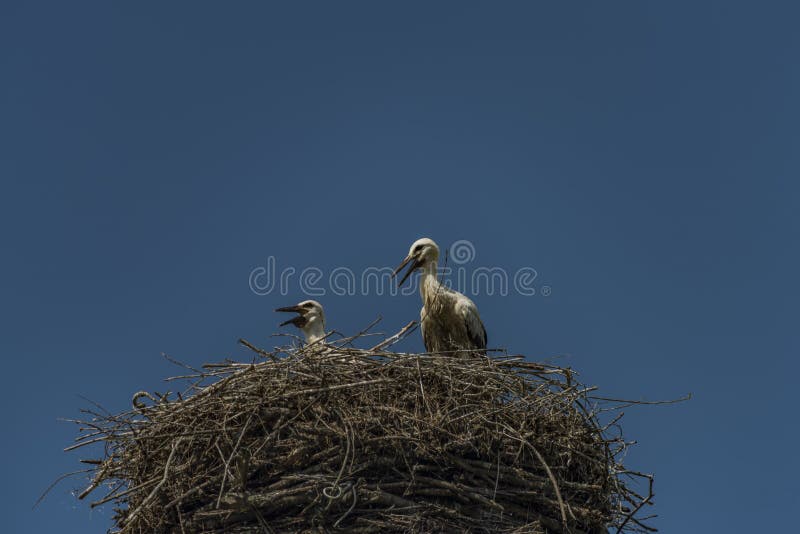 Stork on nest with dark blue sky