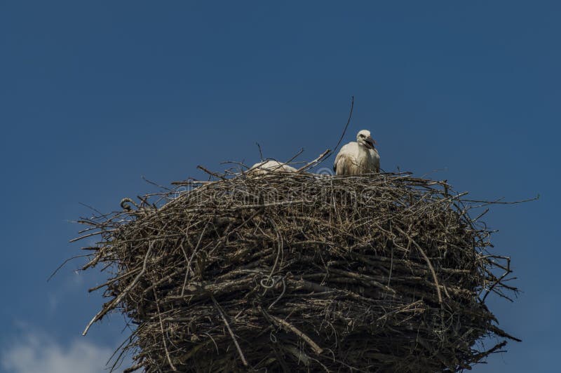 Stork on nest with dark blue sky