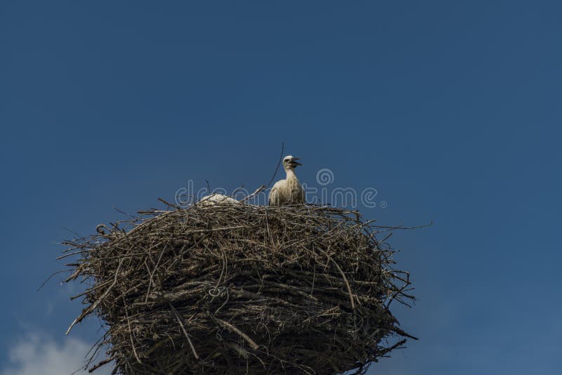 Stork on nest with dark blue sky