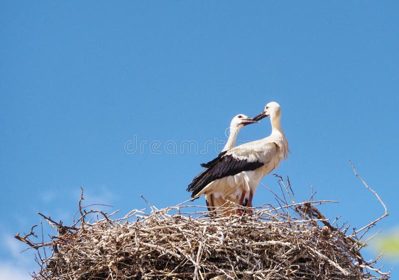 Storks Kiss Stock Photos Free & RoyaltyFree Stock Photos from Dreamstime