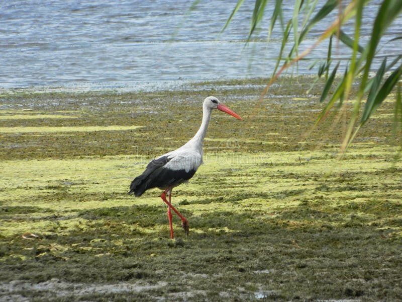 Stork by the river royalty free stock photos