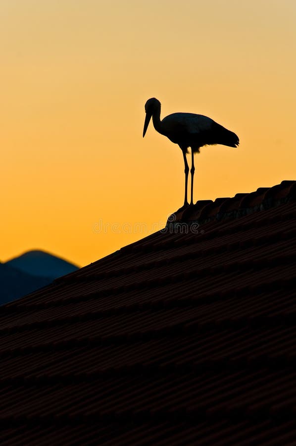 Stork on the roof