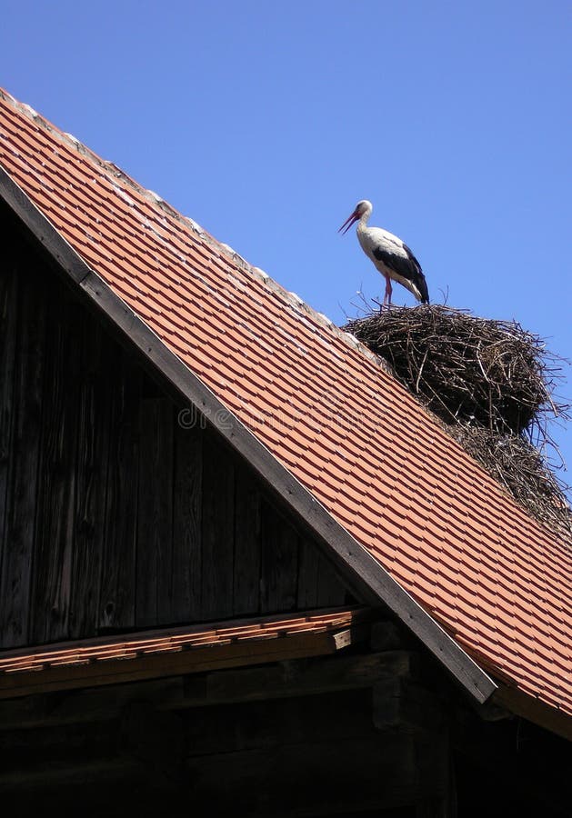 Stork On the Roof