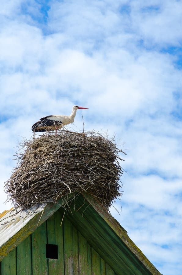 Stork on roof of village house on background of sky