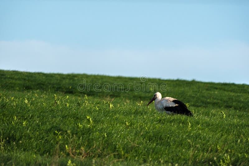 A stork runs across a meadow in search of food