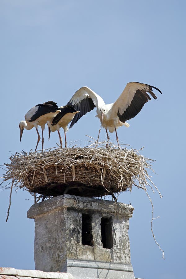 A stork´s nest on a chimney in Rust, Burgenland, Austria. Rust is a very little town at the lake of Neusiedl, Neusiedlersee. A stork´s nest on a chimney in Rust, Burgenland, Austria. Rust is a very little town at the lake of Neusiedl, Neusiedlersee.