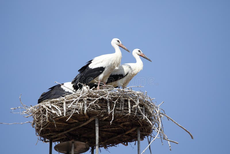 A stork´s nest on a chimney in Rust, Burgenland, Austria. Rust is a very little town at the lake of Neusiedl, Neusiedlersee. A stork´s nest on a chimney in Rust, Burgenland, Austria. Rust is a very little town at the lake of Neusiedl, Neusiedlersee.