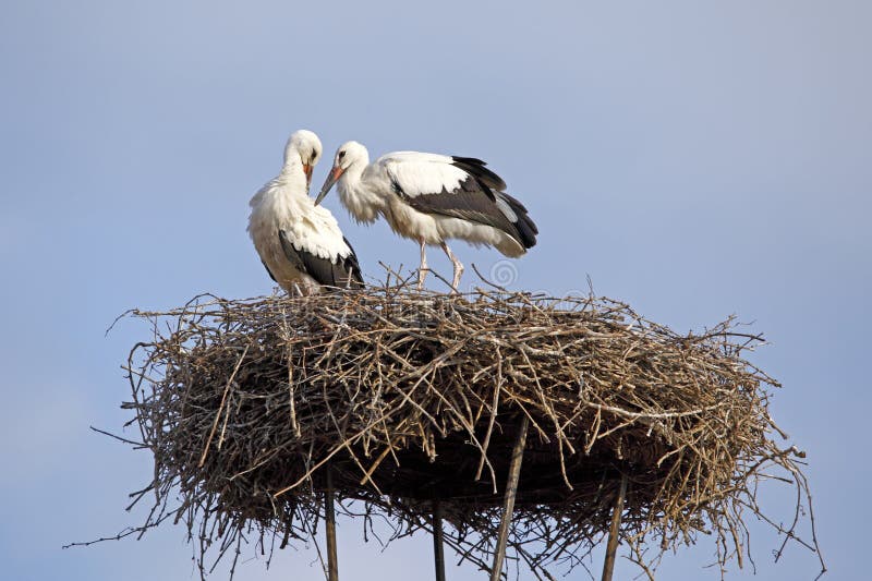 A stork´s nest on a chimney in Rust, Burgenland, Austria. Telephoto lens-picture. Rust is a littlle town near the Neusiedlersee. A stork´s nest on a chimney in Rust, Burgenland, Austria. Telephoto lens-picture. Rust is a littlle town near the Neusiedlersee.