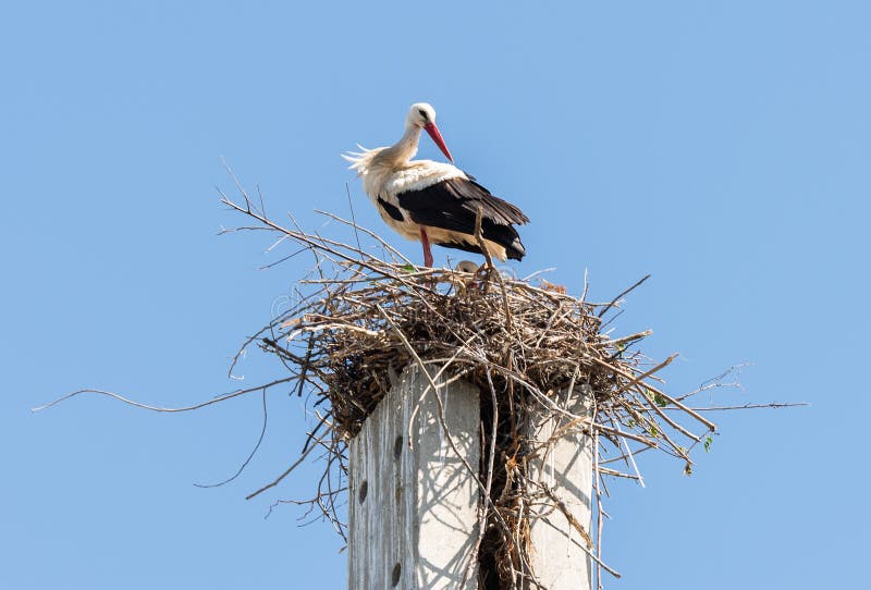 Stork standing on a concrete pole building a nest with blue sky background
